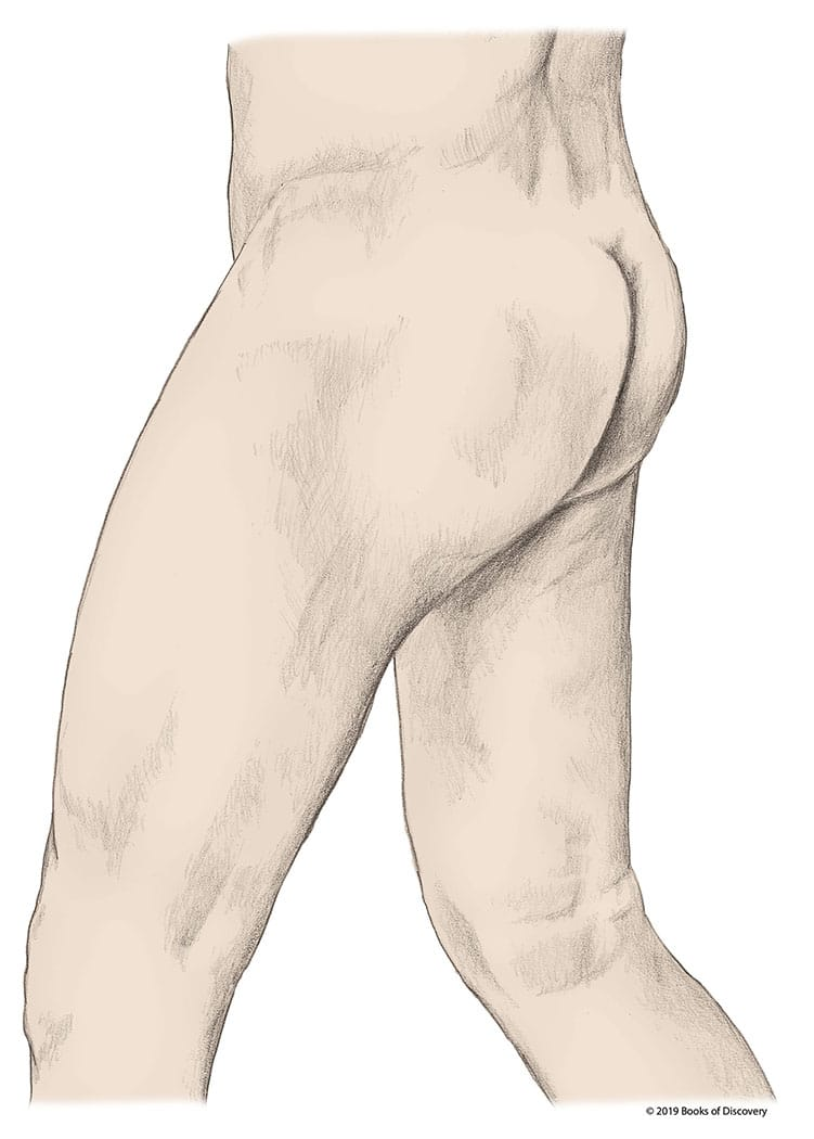 <p>Identify the general area that you will find the iliotibial band.</p>