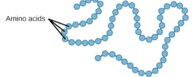 <p>What level of protein structure is this ?</p>