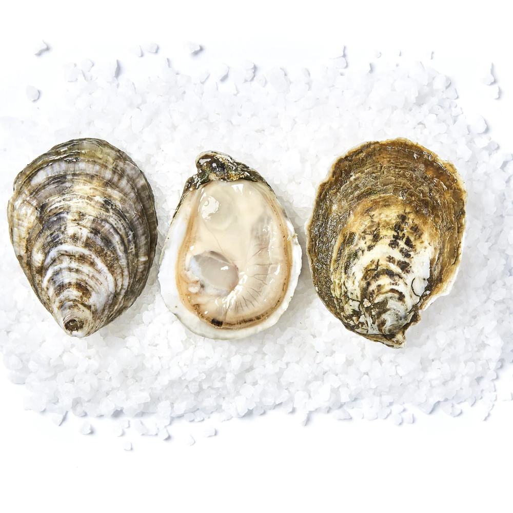 <p>Oyster</p>