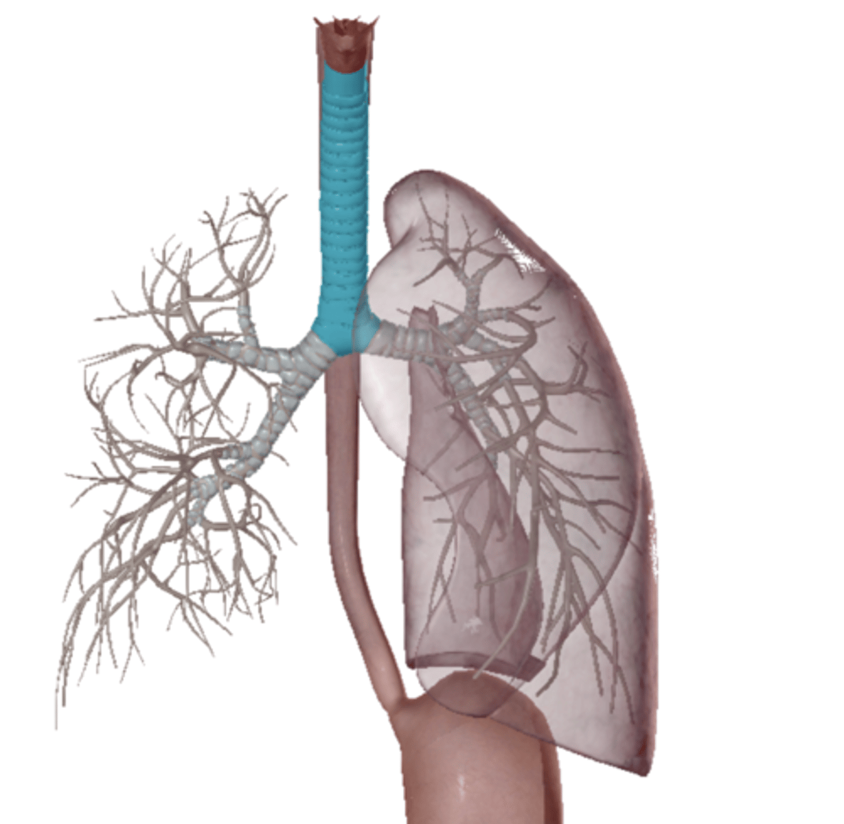 <p>Name the structure</p>