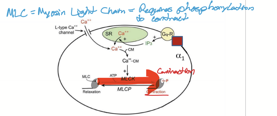 <ul><li><p>Activating Gq, IP3, and phosphorylating myosin light chain</p></li></ul><p></p>