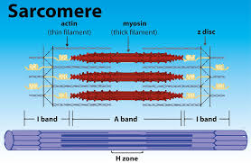 <ul><li><p><span><strong><span>Z-Disc (Z-Line):</span></strong><span> Zigzag lines marking the boundaries of a sarcomere, anchoring the thin (actin) filaments.</span></span></p></li><li><p><span><strong><span>A-Band (Anisotropic):</span></strong><span> The dark band, spanning the entire length of the thick (myosin) filaments, including overlapping thin filaments. Its length remains constant during contraction.</span></span></p></li><li><p><span><strong><span>I-Band (Isotropic):</span></strong><span> The lighter region containing </span><em><span>only</span></em><span> thin (actin) filaments, bisected by the Z-disc. It shortens during contraction.</span></span></p></li><li><p><span><strong><span>H-Zone:</span></strong><span> The pale area in the center of the A-band containing </span><em><span>only</span></em><span> thick (myosin) filaments (no thin filament overlap). It shrinks or disappears during contraction.</span></span></p></li><li><p><span><strong><span>M-Line (Midline):</span></strong><span> A dark line in the very center of the H-zone, where myosin filaments are linked.&nbsp;</span></span></p><ul><li><p>The I band and H zone shorten when a muscle contracts.</p></li></ul></li></ul><p></p>