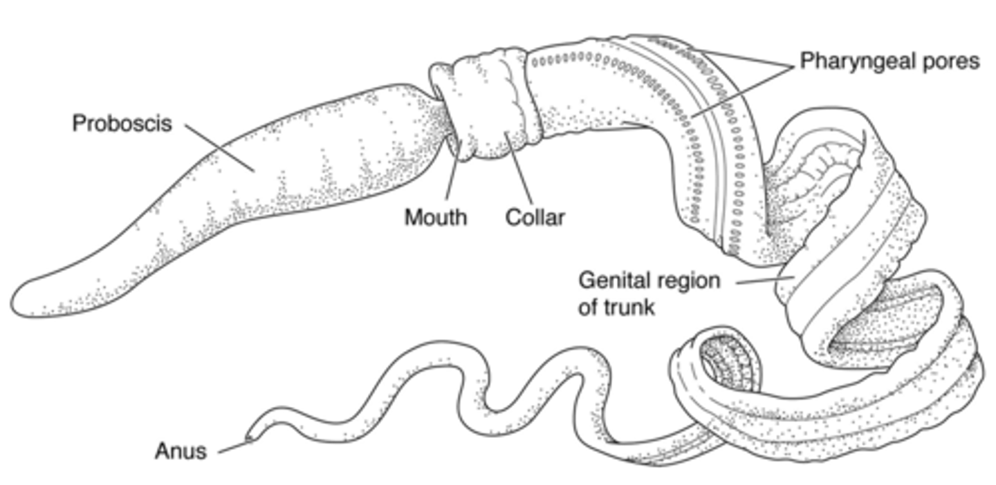 <p>- Benthic inhabitants of soft sea bottoms</p><p>- Acorn worms - free moving deposit and suspension feeders</p><p>- Proboscis</p><p>- Gland cells on proboscis to produce mucus</p><p>- Cilia to move food into the mouth</p><p>- Many pairs of dorsal pharyngeal gill slits</p><p>- Form pouches in endoderm of the pharynx</p><p>- Develop into slits that open to the outside</p><p>- Involved in gas exchange and suspension feeding</p><p>- Use peristaltic movements for burrowing in sand</p><p>- Muscles work against hydrostatic pressure in the tripartite coelom</p>