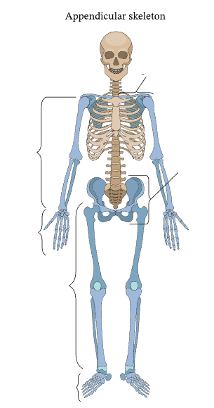 What are the bones that make up the appendicular skeleton?
