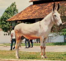<p>Mule</p>
