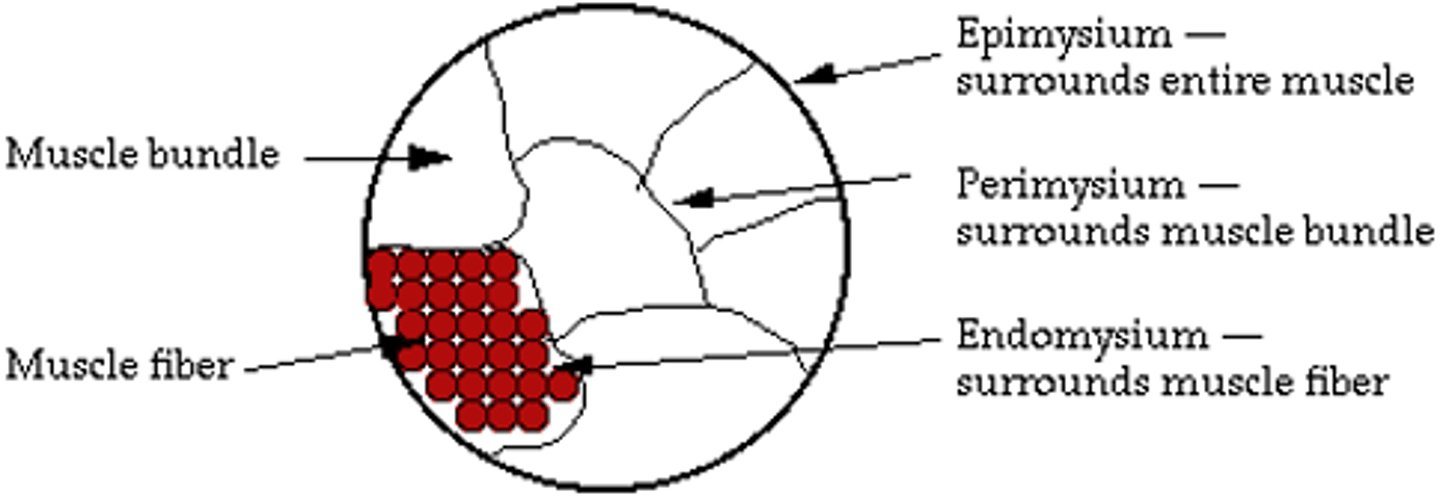 <p>1.) Epimysium = surrounds entire muscle</p><p>2.) Perimysium = surrounds muscle bundle</p><p>3.) Endomysium = surrounds muscle fiber</p>