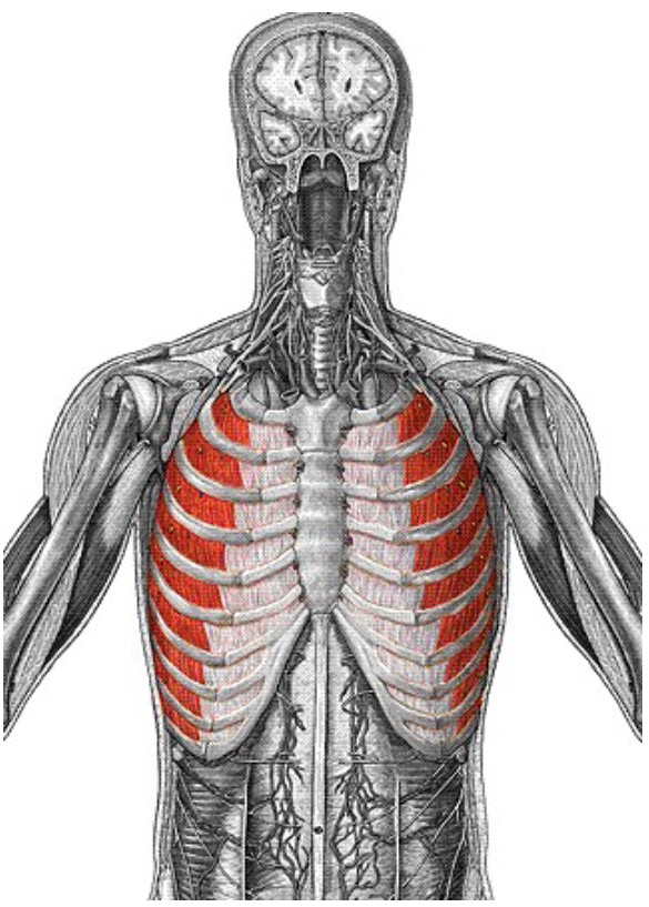 <p>Origin: inferior border of rib above Insertion: superior border of rib below Action: Pull ribs toward one another to elevate rib cage</p>