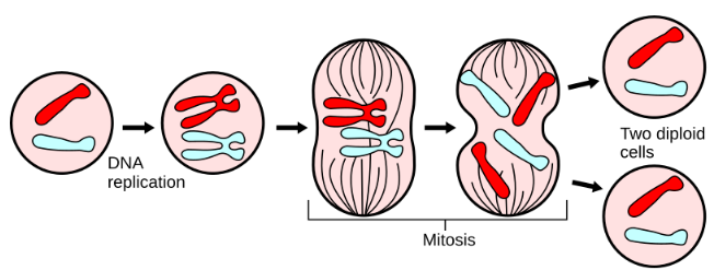 <p>Mitosis makes 2 <strong><u>identical </u></strong>diploid body cells for growth and repair.</p>