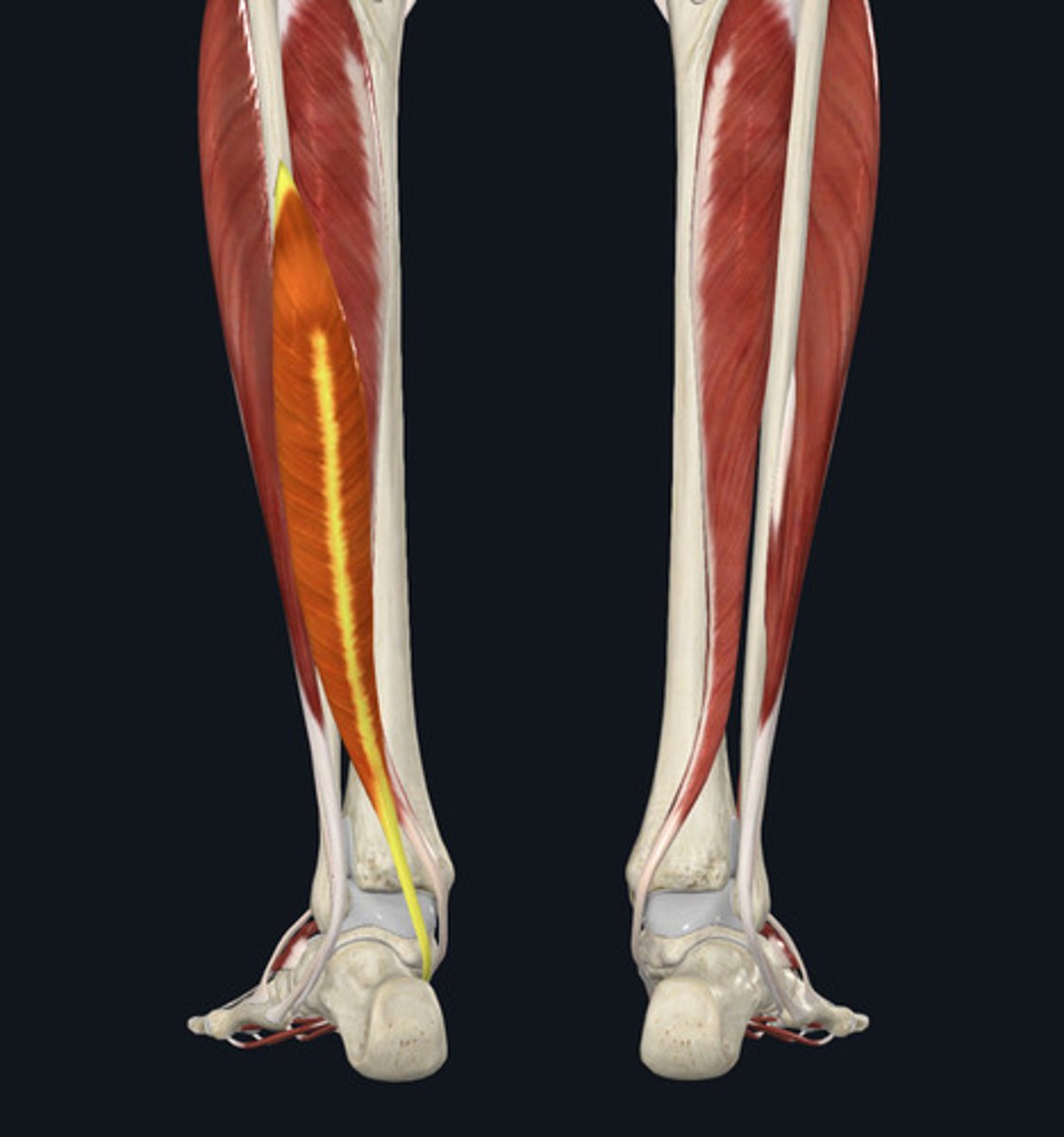 <ul><li><p><u>Origin:</u>&nbsp;Fibula</p></li><li><p><u>Insertion:</u>&nbsp;Big toe (hallux)</p></li><li><p><u>Action:</u>&nbsp;Big toe (hallux) flexion</p></li></ul><p></p>