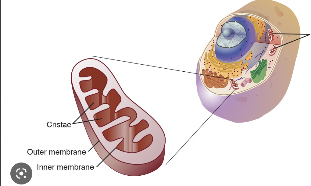 powerhouse of the cell (provides energy)