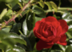 <p>what is the stem modification</p>