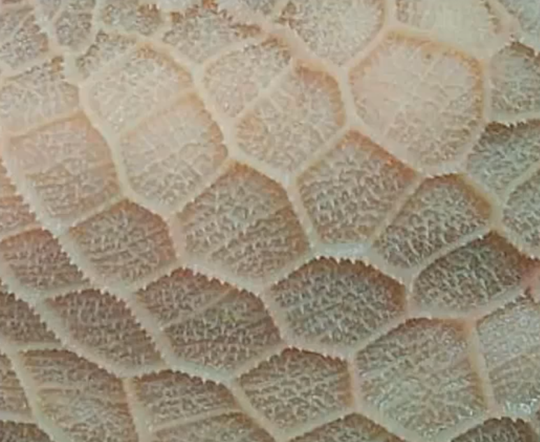 <p>What is this the lining of + details</p>
