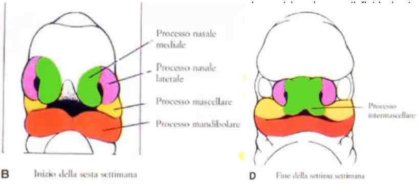 <p>I processi nasali si ingrandiscono, in particolare quelli mediali che avvicinandosi si fondono nel processo intermascellare.</p><p>La radice del primo arco faringeo prolifera formando il processo mascellare che tende a fondersi ma incontra quello intermascellare e si fondono ai lati di questo originando una struttura ad arco con tre abbozzi.</p><p>Il primo arco faringeo evolve nella mandibola che a metà presenta la sinfisi mentoniera.</p><p>I processi nasali laterali si fondo a quelli mascellari e la linea di fusione forma la doccia lacrimale che mette in comunicazione la fossetta nasale con l’abbozzo dell’occhio. La doccia si approfonderà e formerà canale naso lacrimale.</p>