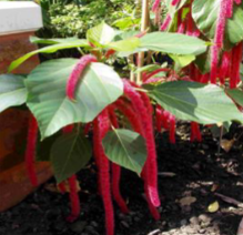<p>type of inflorescence and name of plant</p>