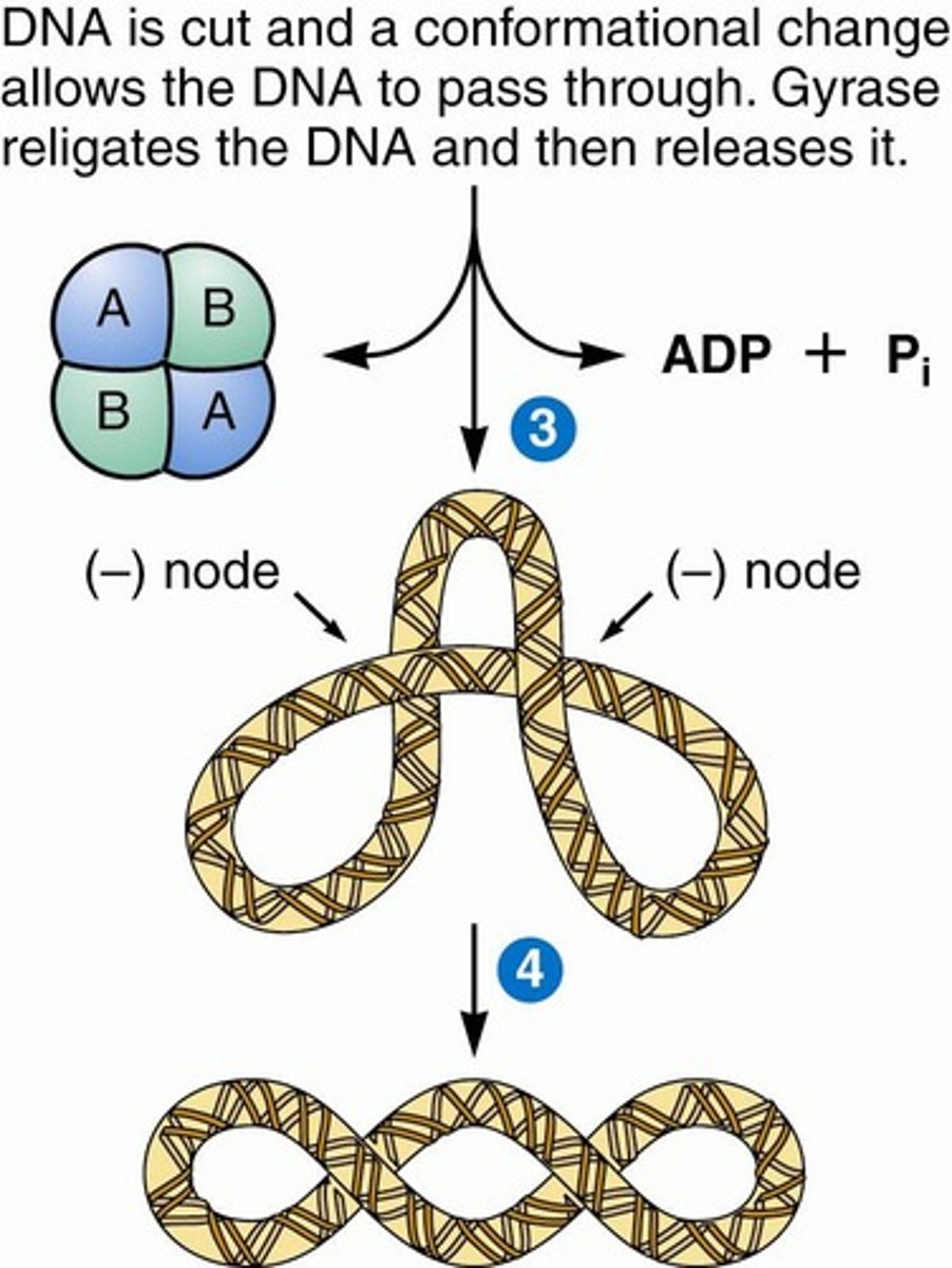 <p>Topoisomerase introducing negative supercoils into DNA.</p>