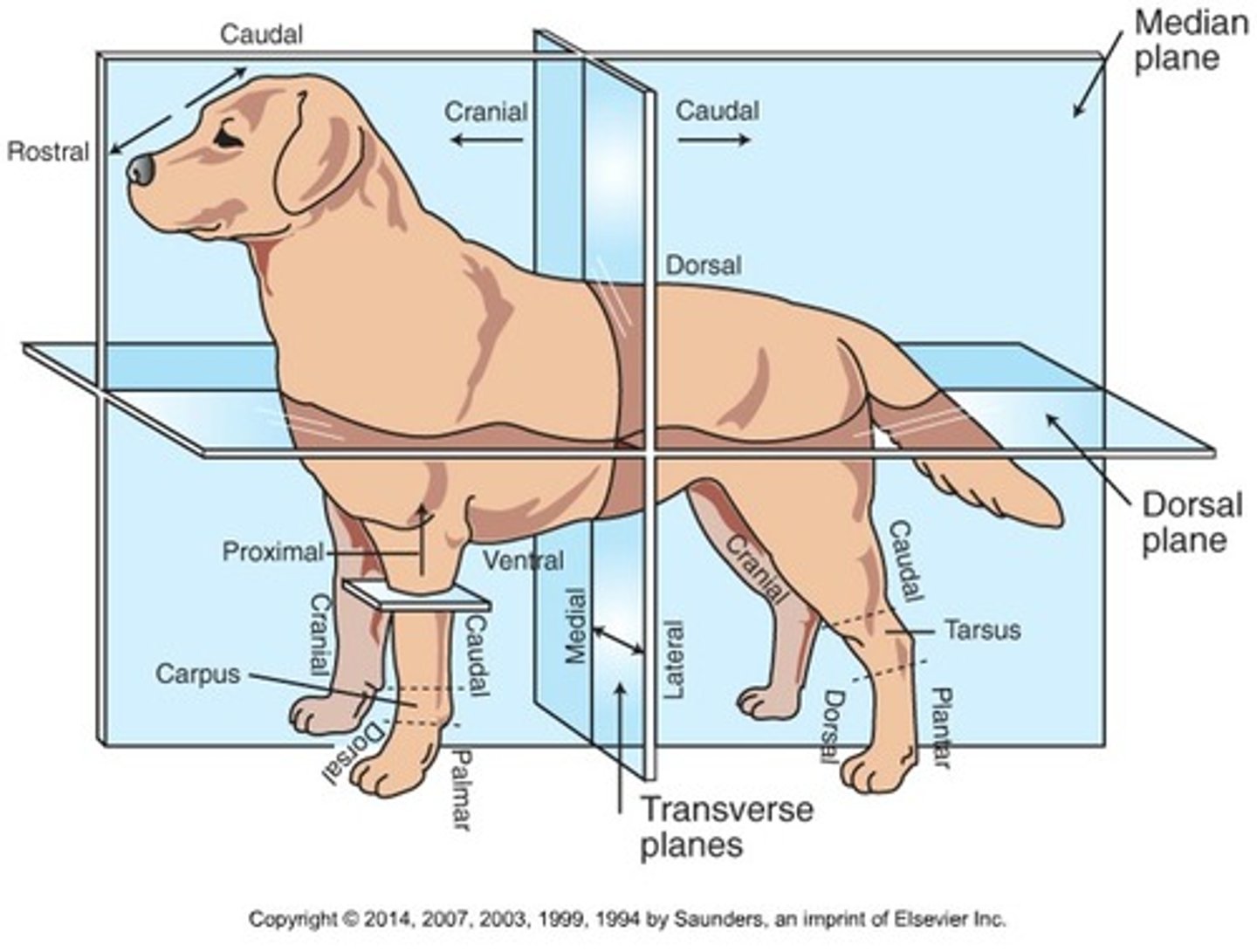 <p>Front surface of the limbs from the level of the carpus (forelimb) or tarsus (hindlimb) through the foot</p>