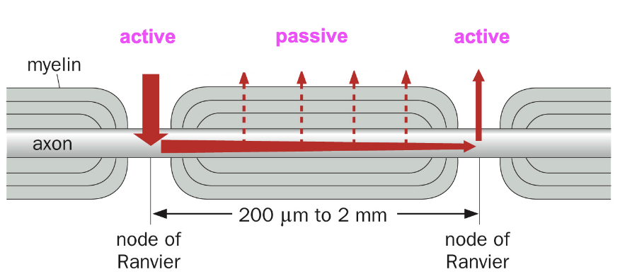 <p>In myelinated cell, AP jumps from one node to the next</p>
