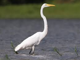 <p>What bird is this?</p>