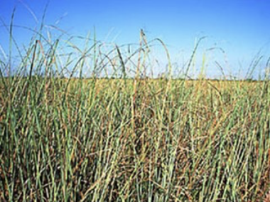 <p>What is this? </p>