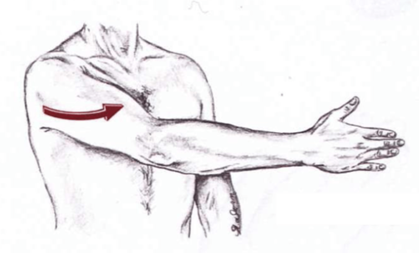 <p>flexion in sagittal plane (front raises) and horizontal adduction</p>