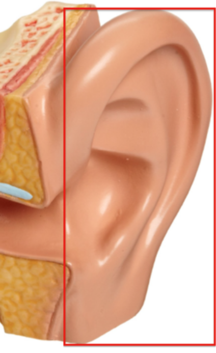 auricle