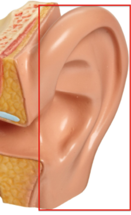 <p>auricle</p>