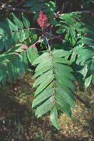 <p>Thicketing shrub, twigs are densely fuzzy like deer antler velvet, cultivar is unique, buds are enclosed within petioles, pinnately compounds leaves with single terminal leaflet, fruits are red and densely clustered </p>