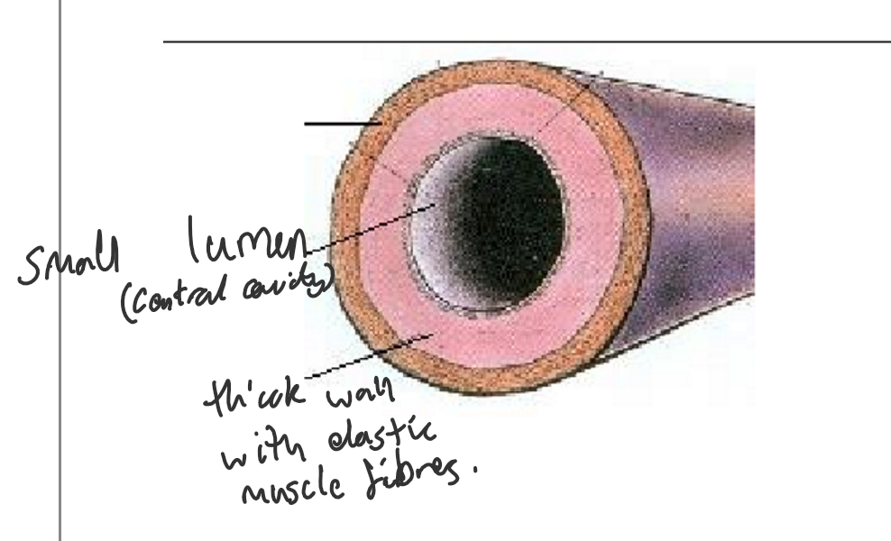 <ul><li><p>Structure:</p><ul><li><p>Thick, muscular walls with elastic fibres.</p></li><li><p>Small lumen (inner space).</p></li><li><p>Endothelial lining.</p></li></ul></li><li><p>Function</p><ul><li><p>Carry oxygenated blood away from the heart to tissues.</p></li><li><p>Thick muscular walls help withstand high pressure from the heart's pumping action.</p></li><li><p>Elastic fibres allow arteries to stretch and recoil, maintaining blood pressure during the cardiac cycle.</p></li><li><p>Small lumen maintains high pressure to facilitate rapid blood flow.</p></li></ul></li></ul>