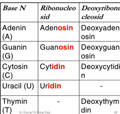 <p>-purin→osin/deoxy….osin</p><p>-pyrimidin→idin/deoxy….idin</p>