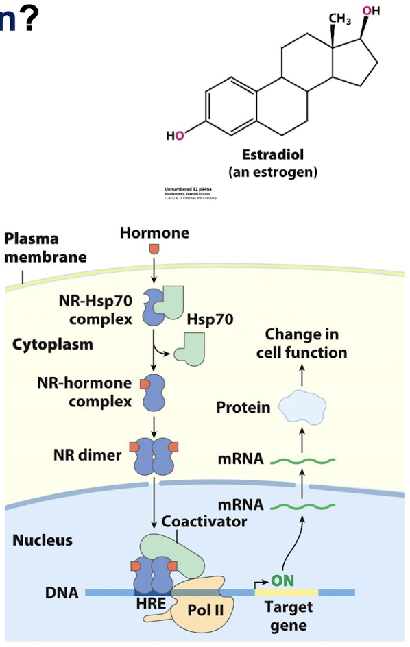 <p>Hydrophobic molecules like estradiol and other hormones easily cross cell membranes and bind to the estrogen receptor or nuclear hormone receptor. The receptor is then located to the ERE/HRE (estrogen response element/hormone response element) with the consensus sequence: 5’-<strong>AGGTCA</strong>NNN<strong>TGACCT</strong>-3’.</p>