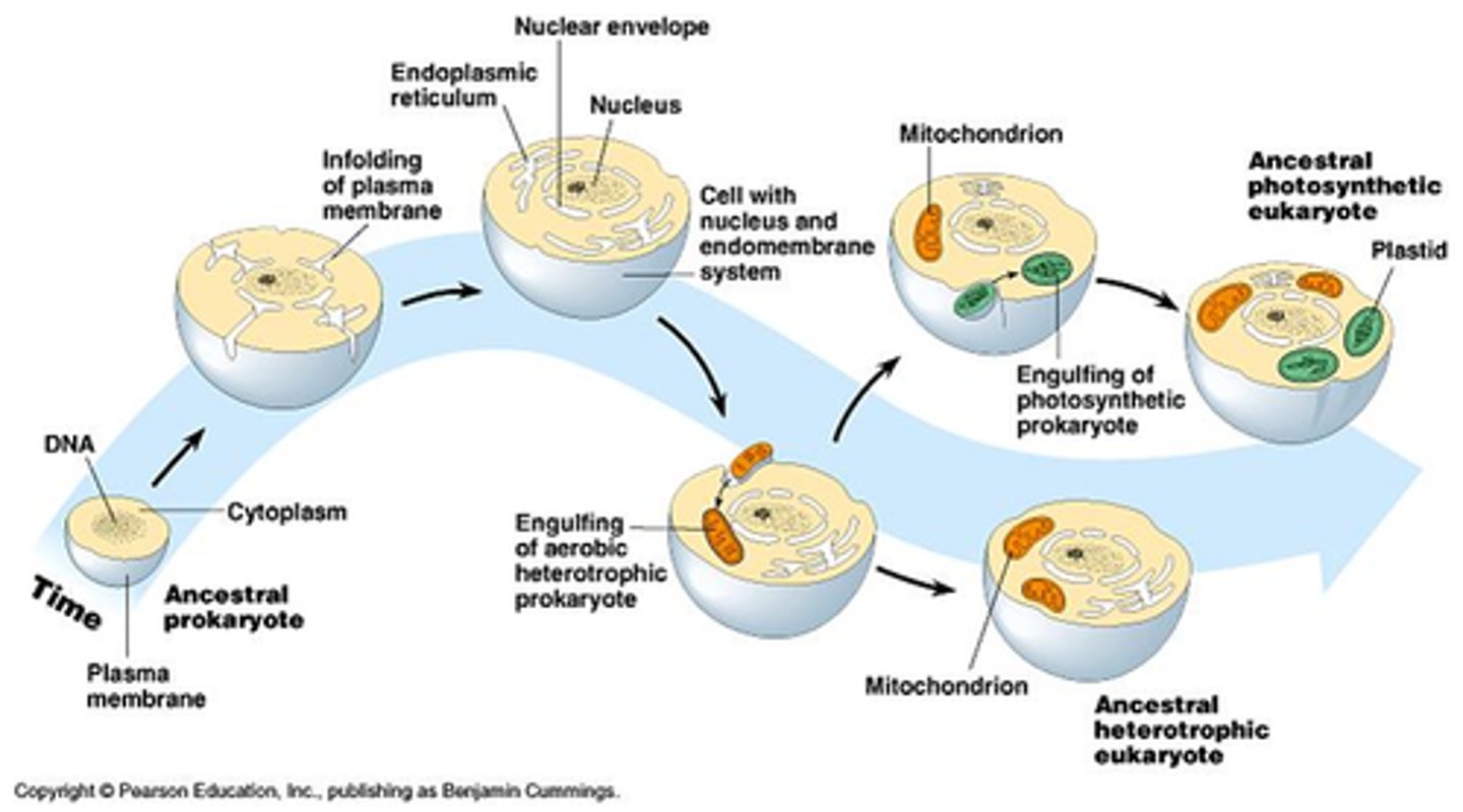<p>A theorized process in which early eukaryotic cells were formed from simpler prokaryotes. Origin of chloroplasts and mitochondria</p>