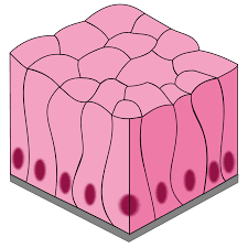 <p>what kind of epithelium is this </p>