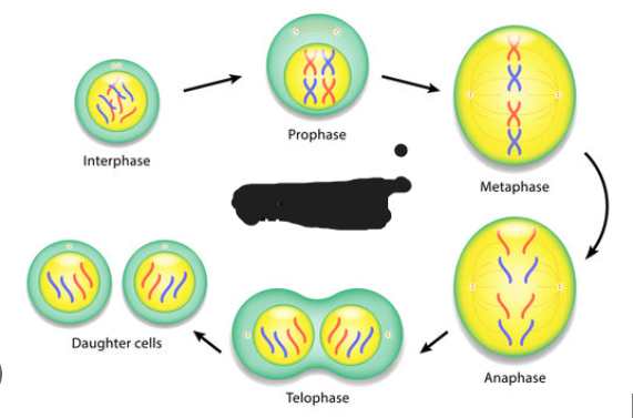 <p>what type of cell division is this</p>