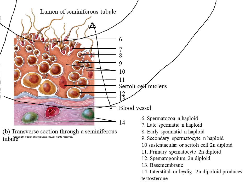 <ol start="9"><li><p>Secondary spermatocyte</p></li></ol>