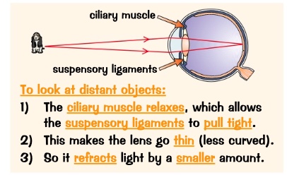 <p>ciliary muscles relax which allow the suspensory ligaments to pull tights</p><p>makes the legs go thin less curved </p><p>so it refracts light by a smaller amount </p>