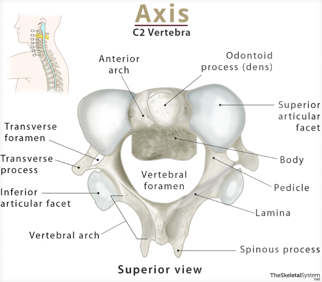 <p>The second cervical vertebra, known as the axis, features a dense odontoid process (dens) that allows for rotation of the head, enabling side-to-side movement. </p>