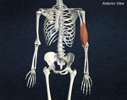 <p>ACTION of biceps brachii</p>