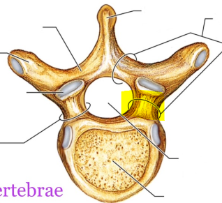 <p>What is the highlighted structure?</p>