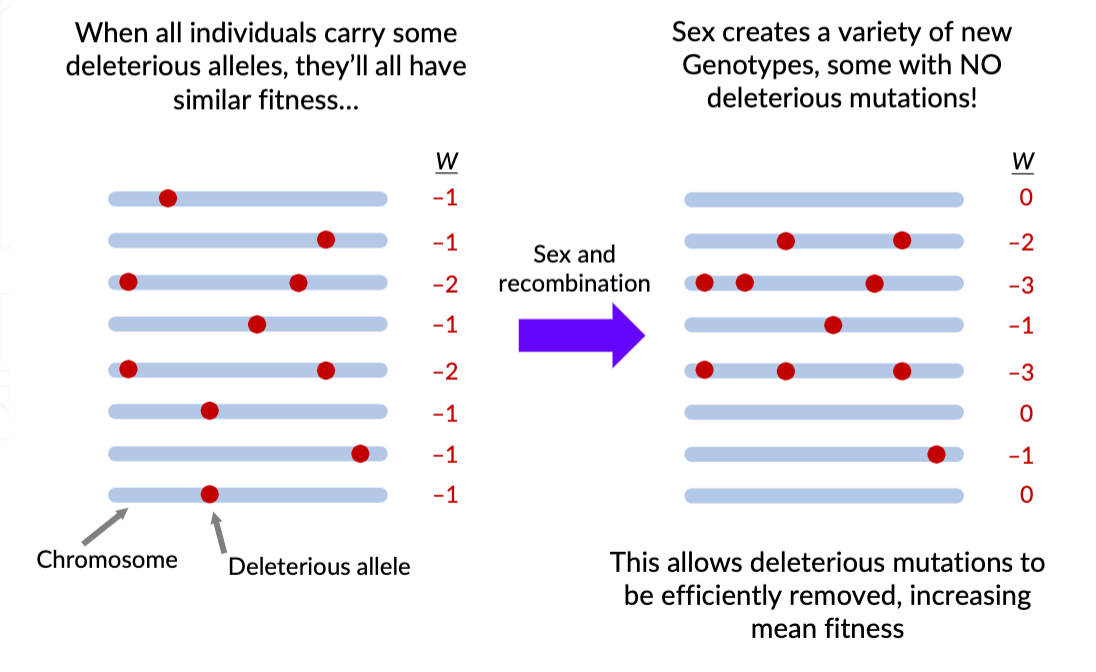 <p>variety of new genotypes, NO deleterious mutations</p>