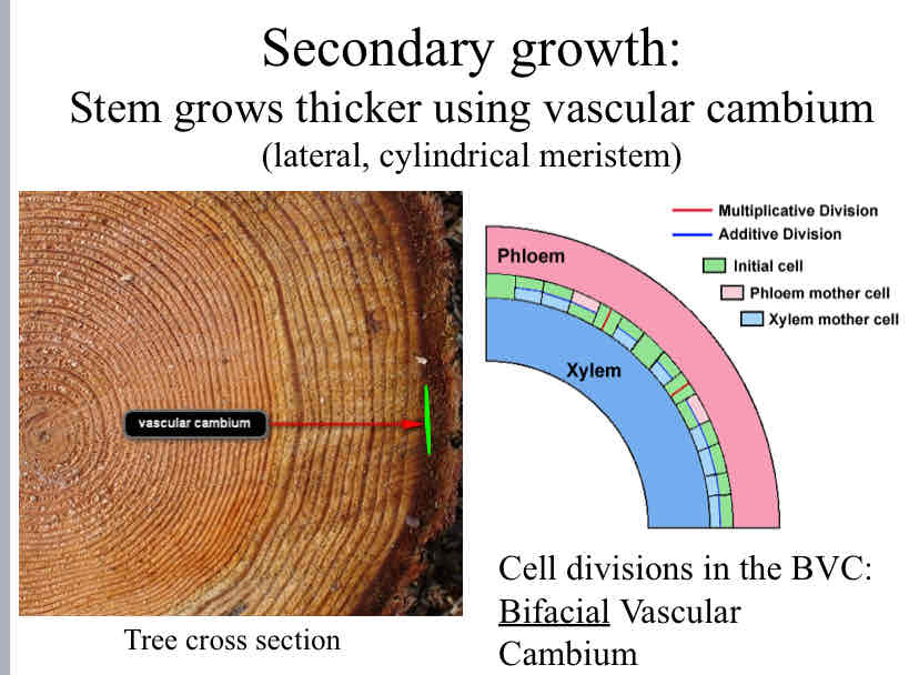 <p>What is Secondary Growth ?</p>