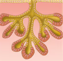 <p>Duct branches and both tubular and alveolar secretory structures</p>