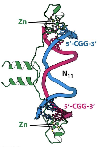 <p>It activates genes that are involved in galactose metabolism. Gal4 recognizes 5’-CGG(N)<sub>11</sub>CGG-3’ sequence which are found approximately at 4,000 sites (only binding the sites of these 4,000 that are open chromatin).</p>