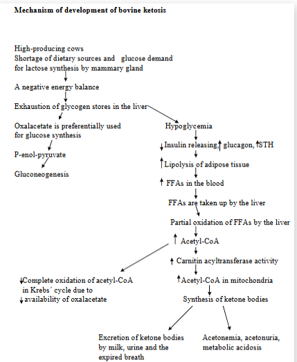 <p><strong>Metabolic disorder characterized by an increased concentration of ketone bodies</strong> in the blood, urine, milk. The animal`s body is not getting enough energy from carbs in the diet. </p><ul><li><p><em>Hypoglycemia, low levels of hepatic glycogen, increase in plasma FFAs, ketonemia, ketonuria, metabolic acidosis.</em></p></li></ul><p>Primary due to increased energy demand (lactation), secondary due to poor appetite as a result of pathological conditions (mastitis, infections). </p><p><strong>Predisposing factors:</strong> importance of saccharide (carb) metabolism in liver of ru → dietary carbs are fermented by rumen microbes → VFAs</p><ul><li><p>acetate used by peripheral tissues + mammary gland for long-chain FA, propionate used for glucose, and butyrate is converted and enters blood. </p></li><li><p>ruminants absorb very little dietary carbs directly as glucose → due to most being fermented</p></li><li><p>poor glycogen reserves → limited meaning that they cannot release glucose quickly when needed.</p></li><li><p>increased glucose demand is for mammary gland (lactose prod.) and fetus (growth and glycogen deposition)</p></li></ul><p><strong>Mechanism: </strong></p><ol><li><p>High-producing cows have not enough dietary sources + glucose demand for lactose synthesis by mammary gland → <strong>negative energy balance</strong></p></li><li><p><strong>exhaustion of glycogen stores in liver</strong></p><ul><li><p>hypoglycemia</p><ul><li><p>reduced insulin → FFAs are taken up by liver → partial oxidation of FFAs by liver → increased Acetyl-CoA → <strong>ketone bodies formation</strong></p></li></ul></li><li><p>Oxalacetate is preferentially used for glucose synthesis → thus promoting buildup of acetyl-CoA.</p></li></ul></li></ol><p></p>