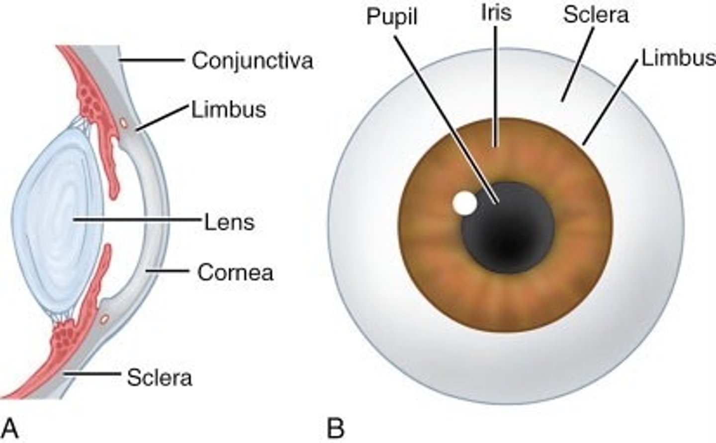 <p>sclera- white of the eye</p><p>cornea- clear, anterior portion most superficial</p>