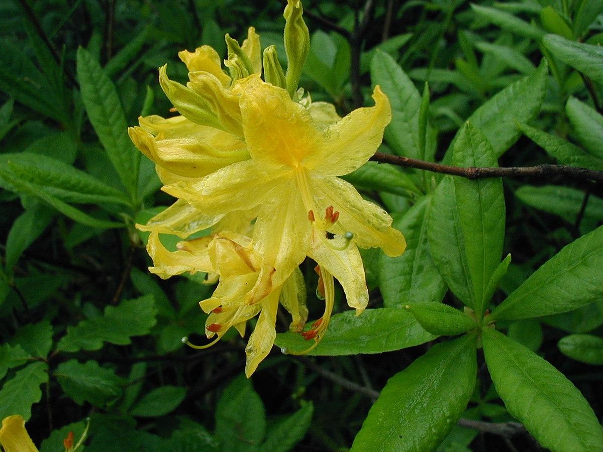 <p>Rhododendron luteum</p>