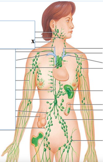 <p>Identify the structure labeled with "<strong>X</strong>"</p>