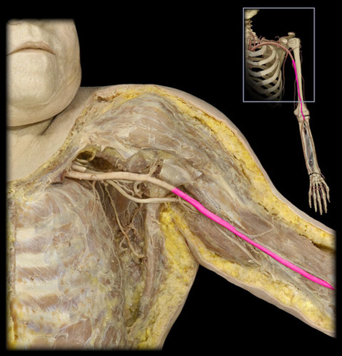<p>Identify the vessel (include artery vs vein)</p>