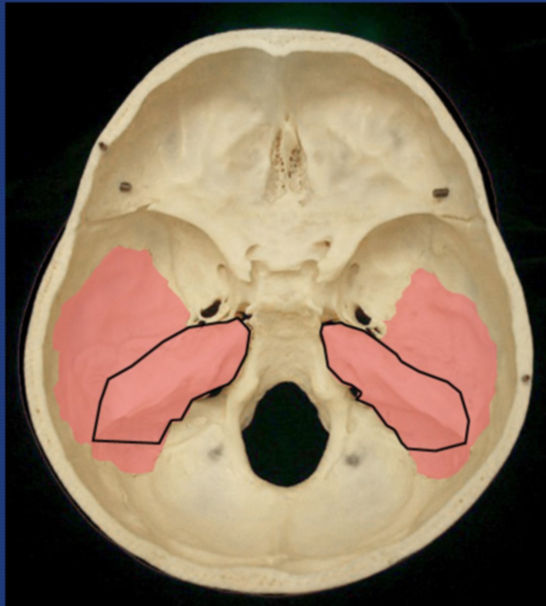 <p>Endocranial, triangle shaped, houses auditory ossicles</p>