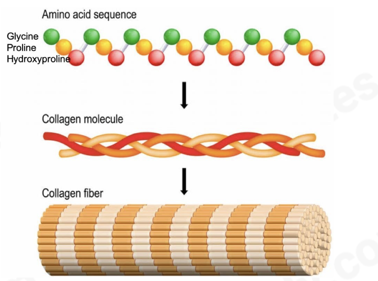 <ul><li><p>a structural protein</p></li><li><p>consisting of 3 helical polypeptide chains wound together into a triple helix and held together by hydrogen and some other covalent bonds formed between R-groups of amino acids where every 3rd amino acid in each  chain is glycine</p></li><li><p>each 3 stranded molecule interacts with other collagen molecules running parallel to it</p></li><li><p>these cross-links hold many collagen molecules side by side forming fibrils</p></li><li><p>many fibrils lie alongside each other forming strong bundles called fibres</p></li><li><p>collagen is flexible but has tremendous tensile strength</p></li><li><p>collagen fibres line up according to the forces they withstand</p></li><li><p>found in skin, tendons, cartilage, bone, teeth, etc.</p></li></ul><p></p>