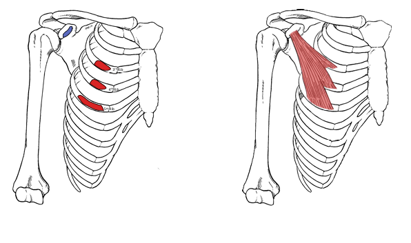 <p>What is the insertion for pec minor?</p>